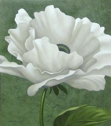 White Poppy | Obraz na stenu