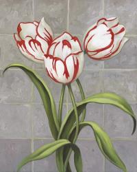 Red-Striped Tulips | Obraz na stenu