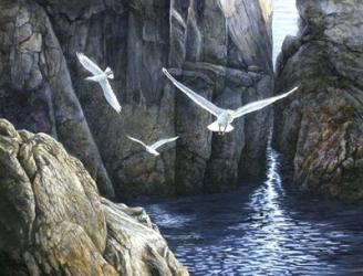 The Gulls of Puplit Rock | Obraz na stenu