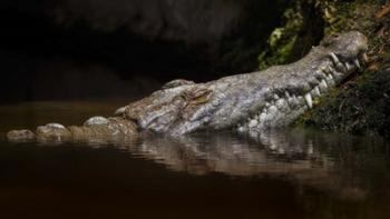 Crocodile Smile | Obraz na stenu