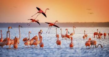 Flamingo Flight | Obraz na stenu