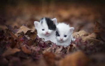Kitten Twins | Obraz na stenu