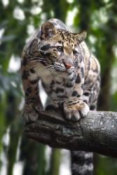 Leopard Stare | Obraz na stenu