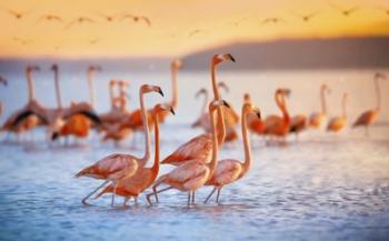 Wading Flamingos | Obraz na stenu