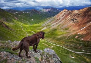 A Dog On An Adventure | Obraz na stenu