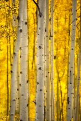 Aspen Trees | Obraz na stenu