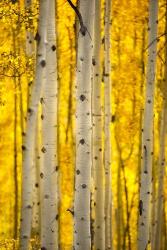 Aspen Trees | Obraz na stenu