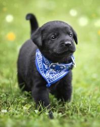 Black Lab Pup 1 | Obraz na stenu