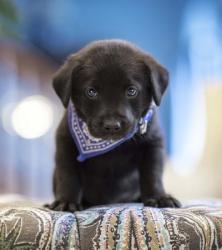 Black Lab Pup 12 | Obraz na stenu