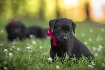 Black Lab Pup 13 | Obraz na stenu