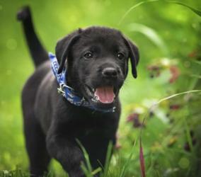 Black Lab Pup 15 | Obraz na stenu