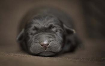 Black Lab Pup Newborn | Obraz na stenu