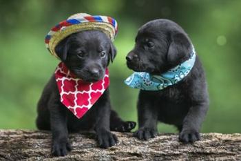 Black Lab Pups 5 | Obraz na stenu