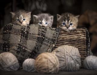 Kittens In A Basket | Obraz na stenu