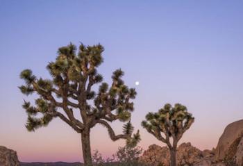 A Joshua Tree Silence | Obraz na stenu