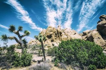 Bounty Of Nature Joshua Tree | Obraz na stenu