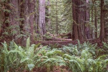 Get Lost In The Redwoods | Obraz na stenu
