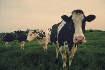 Cows at Sunset | Obraz na stenu