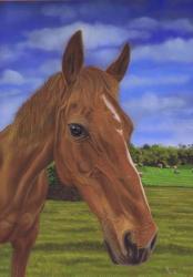 Field Horse | Obraz na stenu