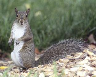 Backyard Buddy | Obraz na stenu