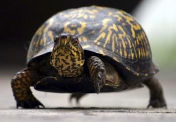 Box Turtle | Obraz na stenu