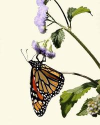 Butterfly | Obraz na stenu