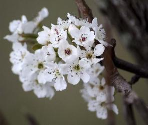 Spring Blooms I | Obraz na stenu