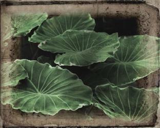 Vintage Framed Lush Hostas | Obraz na stenu