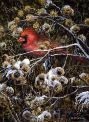 Cardinal & Thistles | Obraz na stenu