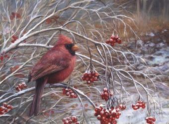 Cardinal and Berries | Obraz na stenu