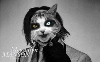 Meowilyn Manson | Obraz na stenu