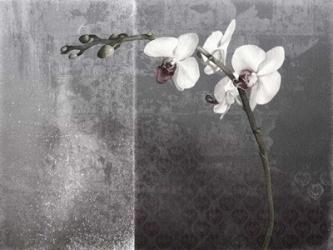 Phalaenopsis Left | Obraz na stenu