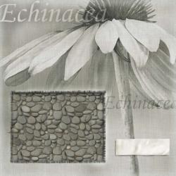 Echinacea I | Obraz na stenu