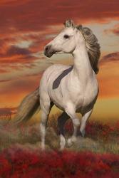 White Stallion | Obraz na stenu