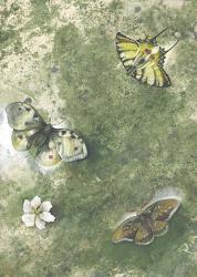 Butterflies | Obraz na stenu