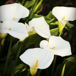 Calla Lilies | Obraz na stenu