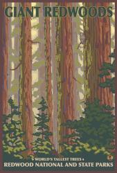 Giant Redwoods | Obraz na stenu