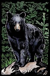 Black Bear 4 | Obraz na stenu