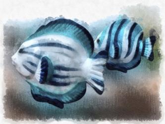 A Pair Of Angel Fish | Obraz na stenu