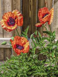 A Pop Of Poppies | Obraz na stenu