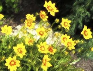 Coreopsis Tickseed | Obraz na stenu