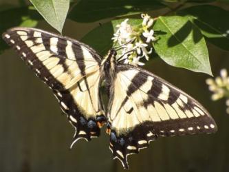 Eastern Tiger Swallowtail  Butterfly Wingspan | Obraz na stenu