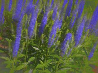 Meadow Sage Standing Tall | Obraz na stenu