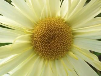 Mellow Yellow | Obraz na stenu