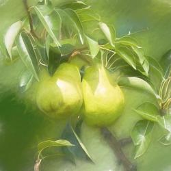 Pear Branch | Obraz na stenu