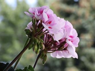 Pink Geranium Clusters | Obraz na stenu