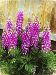 Pink Lupine | Obraz na stenu