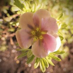 Potentilla Flower Rose Colored | Obraz na stenu