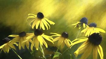 Sun Shine On Black Eyed Susan | Obraz na stenu