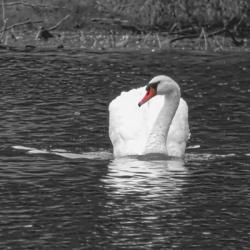 White Swan With A Touch Of Color | Obraz na stenu